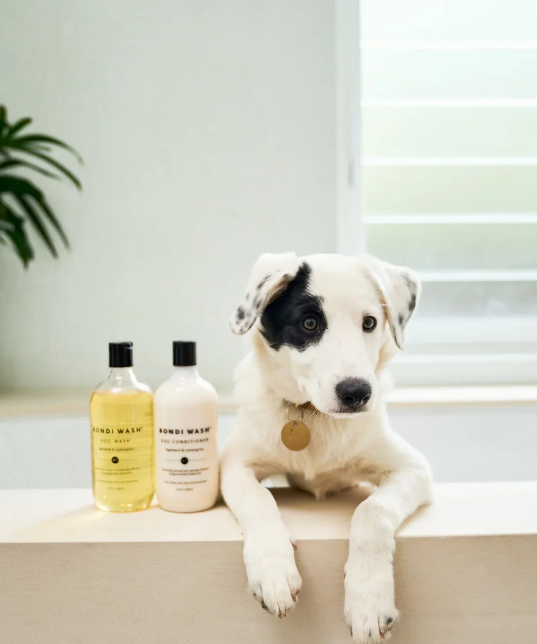 Bondi Wash 白千層及檸檬草狗狗沖涼液 500ml