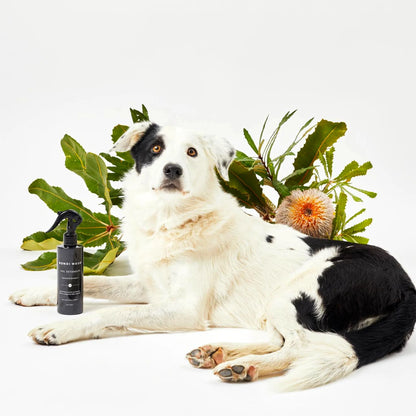 Bondi Wash 狗狗護毛解結噴霧 250ml