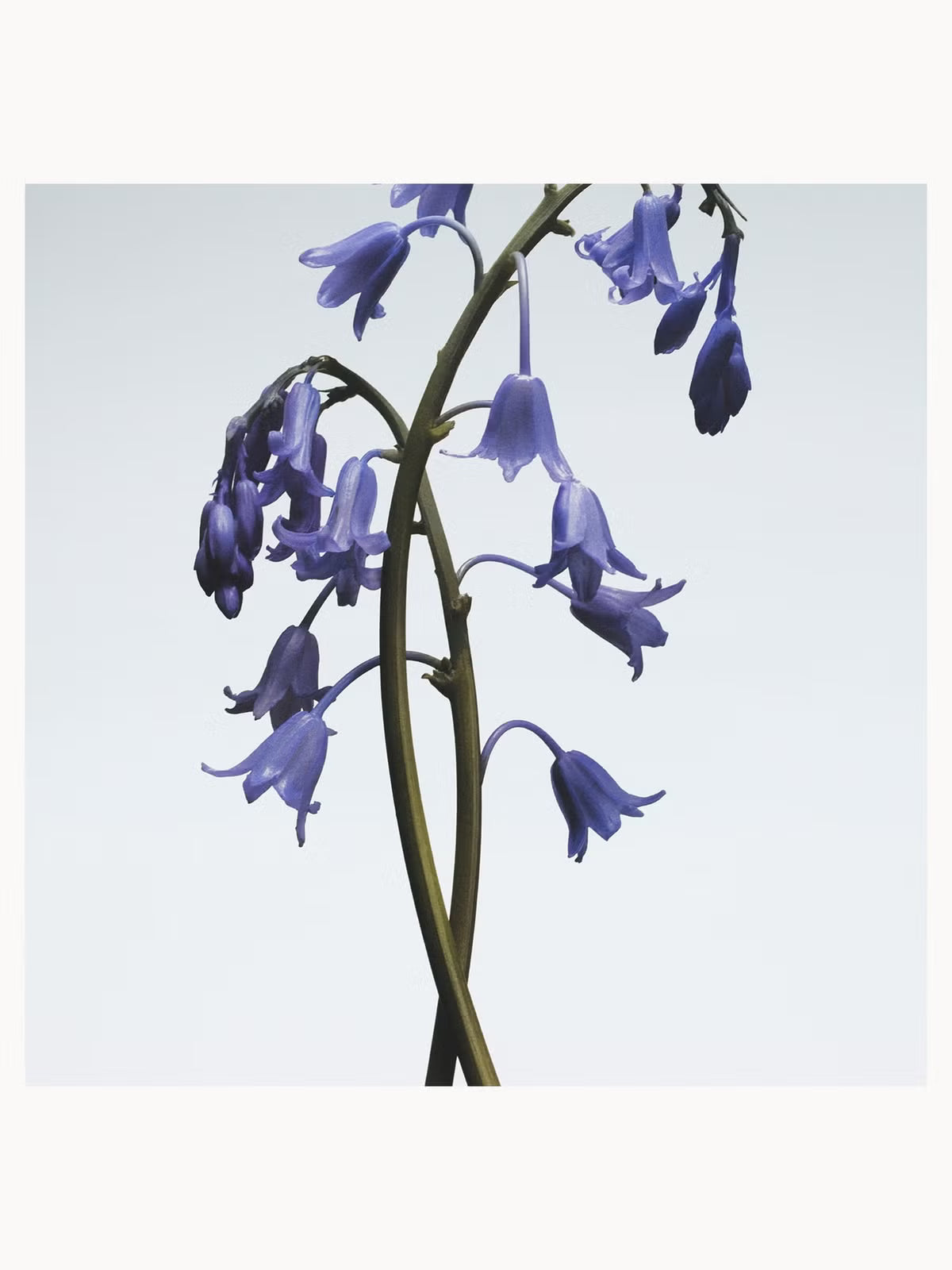 Jo Malone Wild Bluebell Body & Hand Wash 250ml