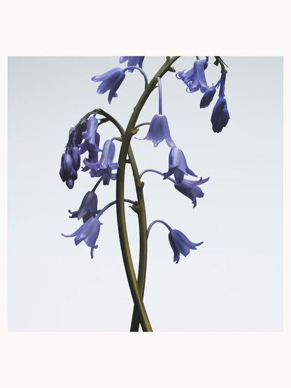 Jo Malone Wild Bluebell Body & Hand Wash 250ml